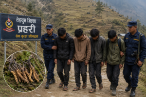 तेह्रथुममा यार्सागुम्बा टिप्ने ४ जना पक्राउ ।